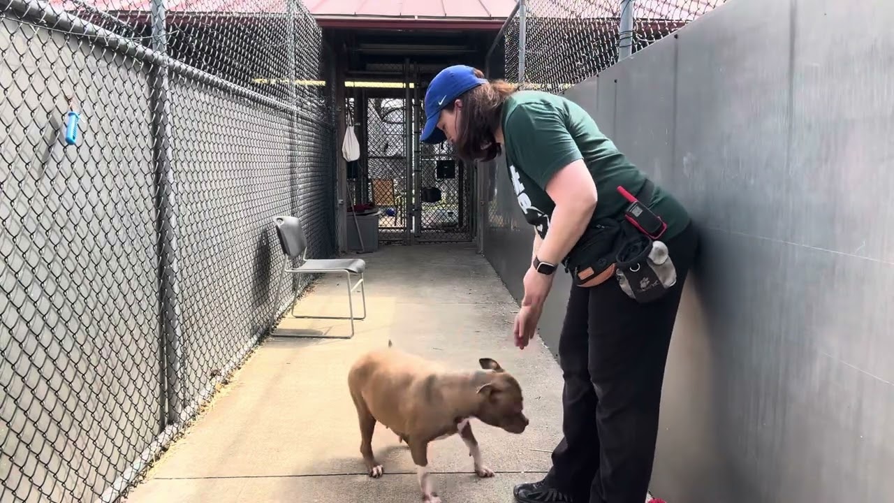 Enlarge Castine, a ADOPTABLE Pit Bull Terrier in Chicago, IL video 5/5