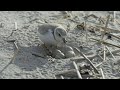 Saving Maine's Piping Plovers