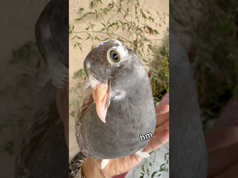 THE FATTEST PIGEONS EVER!? #bird #pigeon