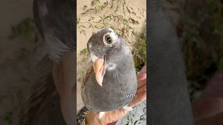 Download lagu THE FATTEST PIGEONS EVER!? #bird #pigeon mp3 Download lagu THE FATTEST PIGEONS EVER!? #bird #pigeon mp3