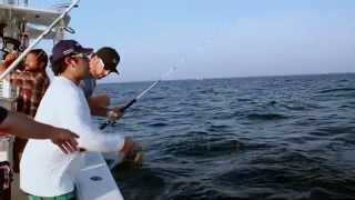 Fish Mavericks Gill misses fish