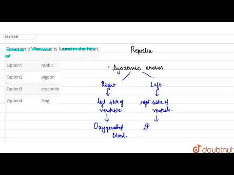 Foramen of Panizzae is found in the heart of