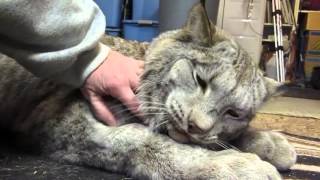 Max Canada Lynx - I'm a Big Baby