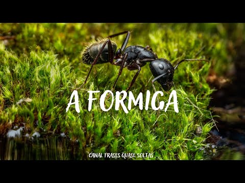 Fábula: A Formiga (Lição de Vida: As Pessoas são o que são...) #shorts