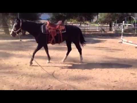 Tess warming up on linge line video