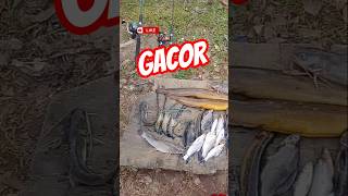 Download lagu Semua Umpan Dimakan || Salam Satu arus #mancingmantap mp3 Download lagu Semua Umpan Dimakan || Salam Satu arus #mancingmantap mp3