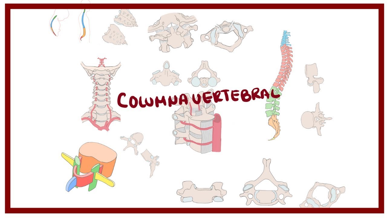 ANATOMIA | Columna vertebral (curvaturas, vértebras, relaciones) | BLASTO
