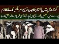 Cow Baby Calf In Pashu Mandi Punjab Calf Farming Karnay Ka Tarika Dairy Farming In Pakistan