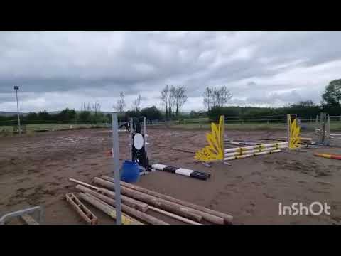 4yld brown gelding about 16h
