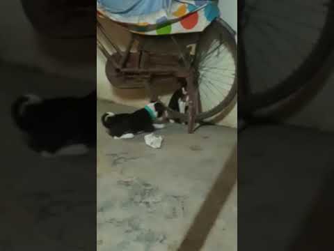 dog and cat funny time pavi shorts😂😂😂😂😂😂😂😂😂😂😂😂
