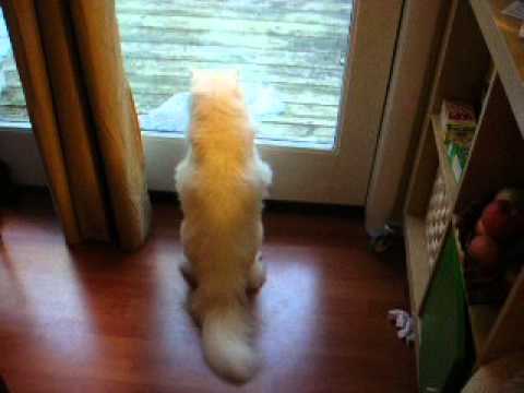 Ophelia our persian cat, is not friendly