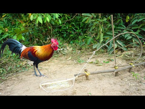 Simple Unique  Wild Chicken Trap Using Wood / How To Catch Wild Chicken By Trap