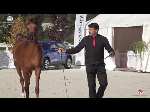 N 11 AJ MAISORA   Prague 2020   Intercup   Yearling Fillies Class 1B
