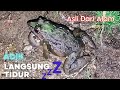 Suara Kodok Sawah Pengantar Tidur