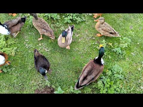 Royal ducks in Soham...and horses.