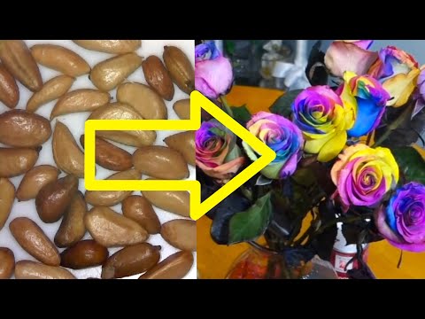 image-Do multicolored roses exist?