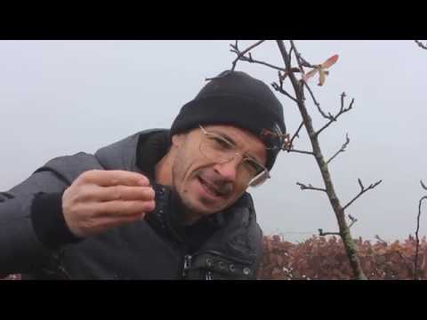 Medlar - Wild fruit in November