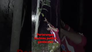 Download lagu Pertarungan Harimau putih Dan Genderuwo mp3