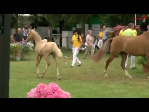 40 Mr Mister HF v. FS Mr. Right - FS Don´t Worry