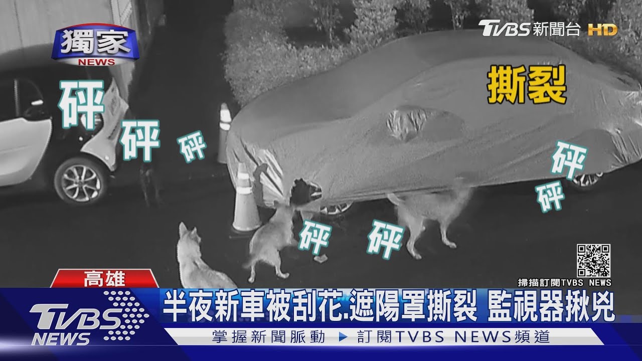 6隻狗圍攻新車!半年前才買 遮陽罩咬破、車身佈滿爪痕