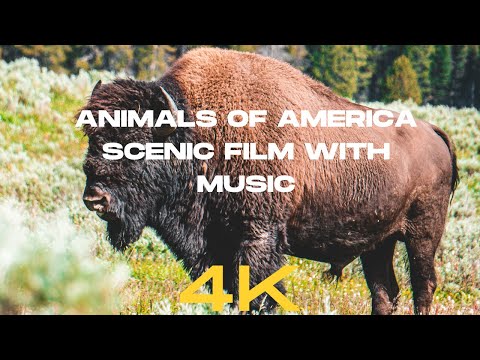 Animals of America 4K - Scenic Wildlife Film With Music
