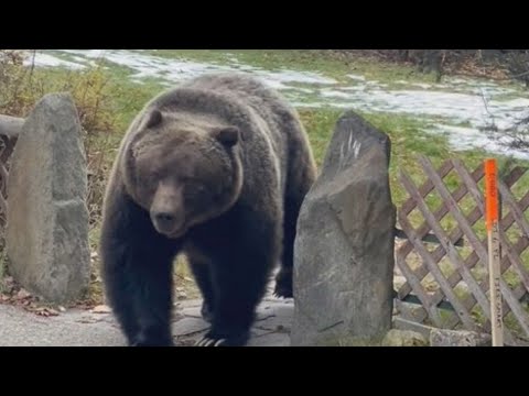 Banff's biggest grizzly bear 'The Boss' samples crab apples