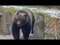 Banff's biggest grizzly bear 'The Boss' samples crab apples