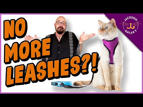 Is Training Your Cat to Walk On a Leash a Bad Idea?!?