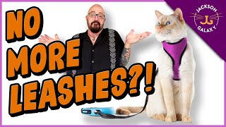 Is Training Your Cat to Walk On a Leash a Bad Idea?!?
