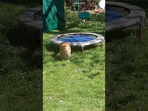 Katze gehöhrt das Trampolin #cat #funny #tiere #katze #animals #lustig #katzen #lachen