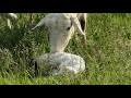 Sheep Births Twins