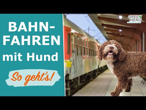 Traveling by train with a dog | 👉 Here's what you absolutely must pay attention to!