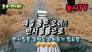오이재배, 겨울 오이 하우스에 반사필름을 까는 이유, 반사필름 이렇게 깔면 쉬워요. [농사TV]