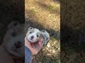 Australian Shepherd dogs for sale: Cupcake - Video 2