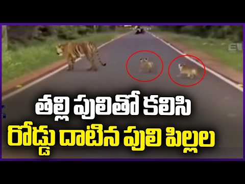 Mother Tiger's Majestic Walk With Cubs Captured in Maharashtra's Moharli | V6 News
