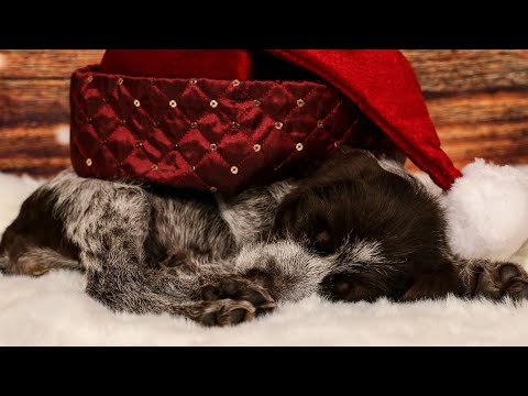 Wirehaired Pointing Griffon vs German Wirehaired Pointer: Which is Right for You?