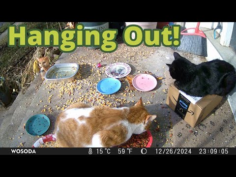 Feral Cats Hanging Out On Our Porch! 😻