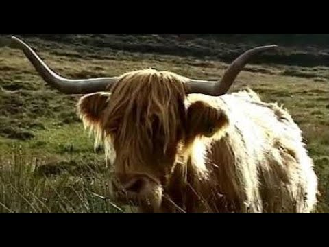 , title : 'Highland Cows On Visit To The North West Highlands Of Scotland'