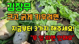김장무 크고굵게 키우려면 지금부터 이렇게 해주세요 무잎은 따지마세요 #무키우기
