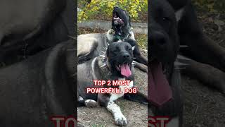 Top 2 Most Strongest Dog Breed  😈 #shorts #dog #dogs #new @SANDHUAGROFARM