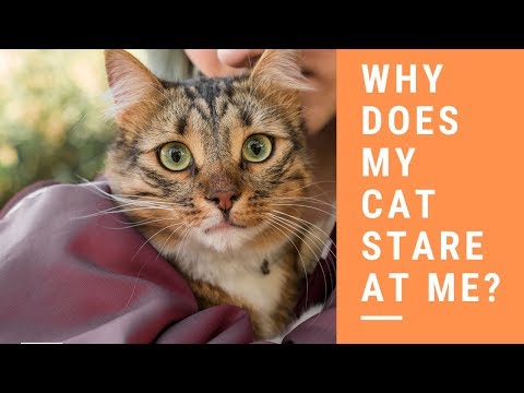 Why Does My Cat Stare at Me?