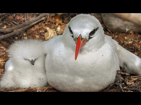 Red tailed tropicbird Phaethon rubricauda with chick