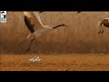 Whatsapp Status Tamil Natural Birds Lyrics Status