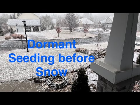 Dormant Overseed Before Snowstorm in Late Winter