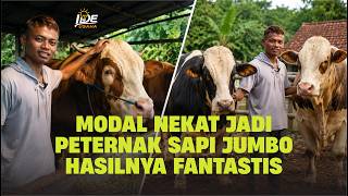 Download lagu Modal Nekat Jadi Peternak Sapi Jumbo Hasilnya Fantastis mp3
