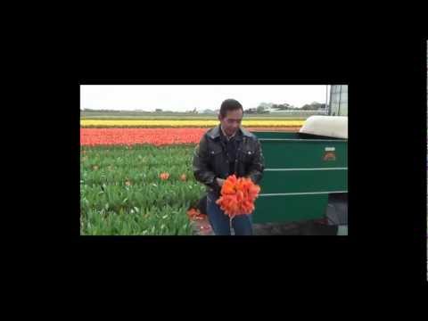 ARYATI - Bengawan Solo by Gamaliel N Audrey Tapiheru.Absolutely Fabulous Tulip Magix 6May2012.