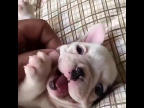 Videoclip de Sweet Potato — Sia