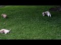 Cocker Spaniel dogs for sale: Bobbie - Video 1
