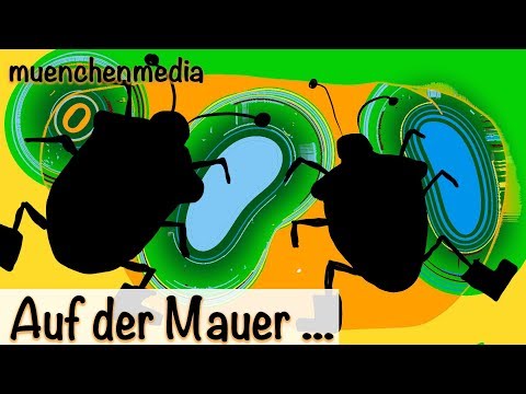 🎵 Auf der Mauer auf der Lauer Party - Kinderparty deutsch - muenchenmedia