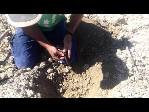 Injerto en viña tipo inglés